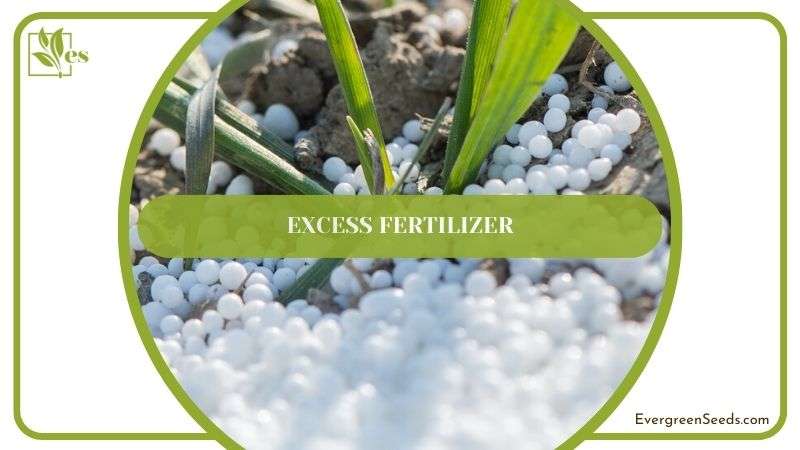 Excess Fertilizing Terrarium Plant
