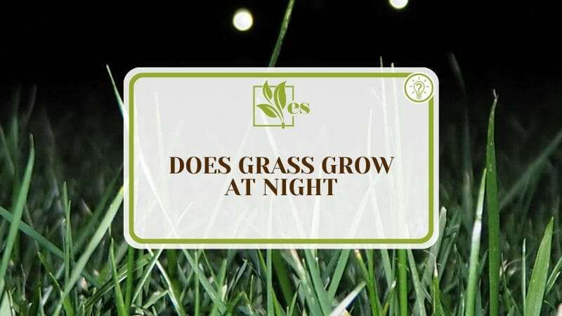 Expert Insight of Growing Grass at Night