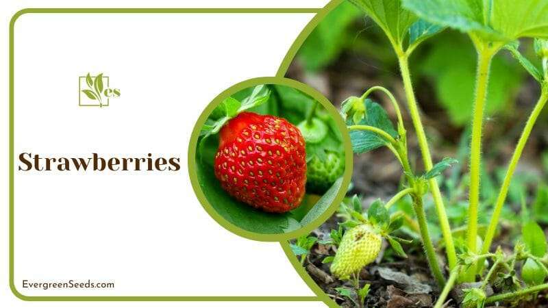 Farming Strawberries Plants