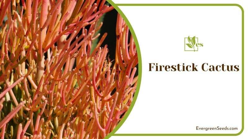 Firestick Cactus