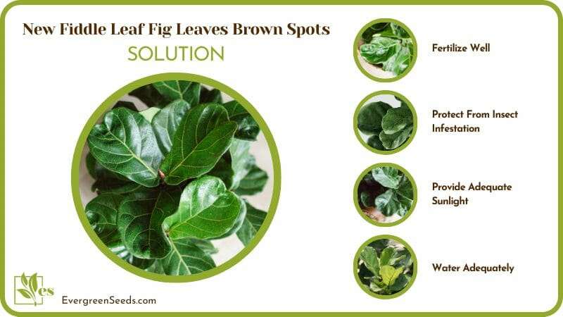 Fix Brown Spots on New Fiddle Leaf Fig Leaves