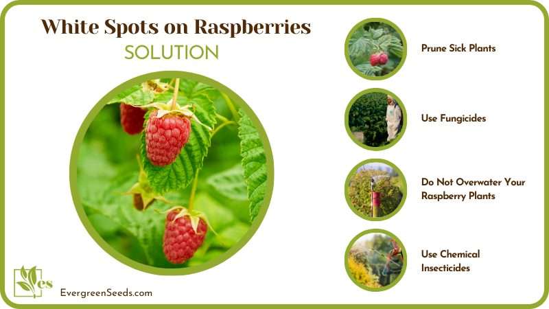 Fix the White Spots on Raspberries