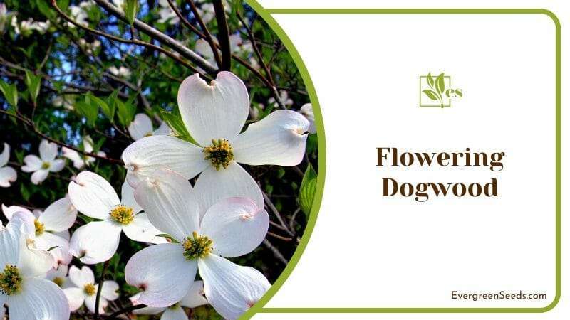 Flowering Dogwood in Garden