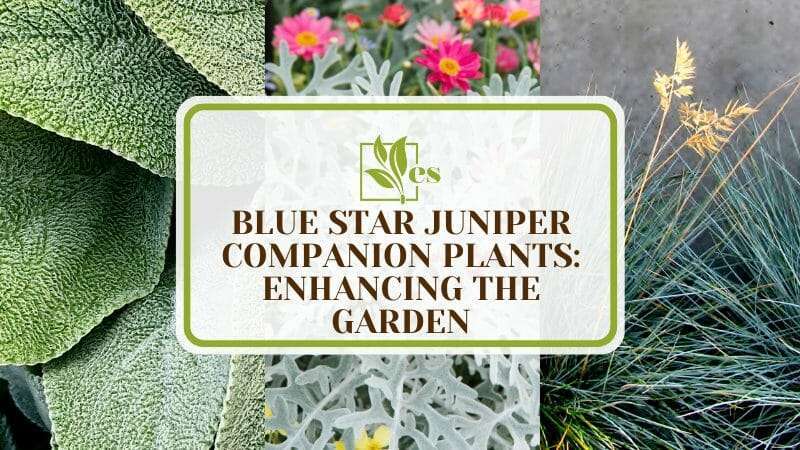 Garden with Blue Star Juniper and its Perfect Pairings