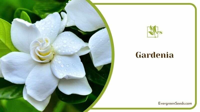 Gardenia Plant or Cape Jasmine