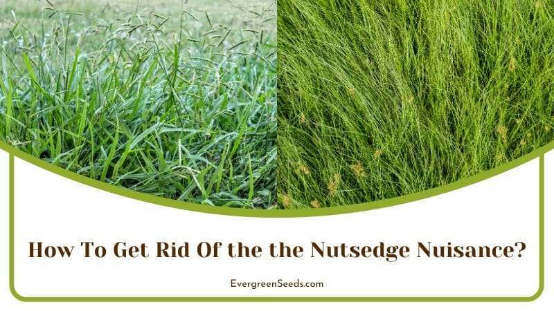Get Rid Of the the Nutsedge