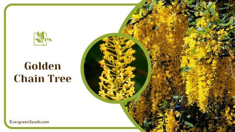 Golden Chain Tree Blossoms