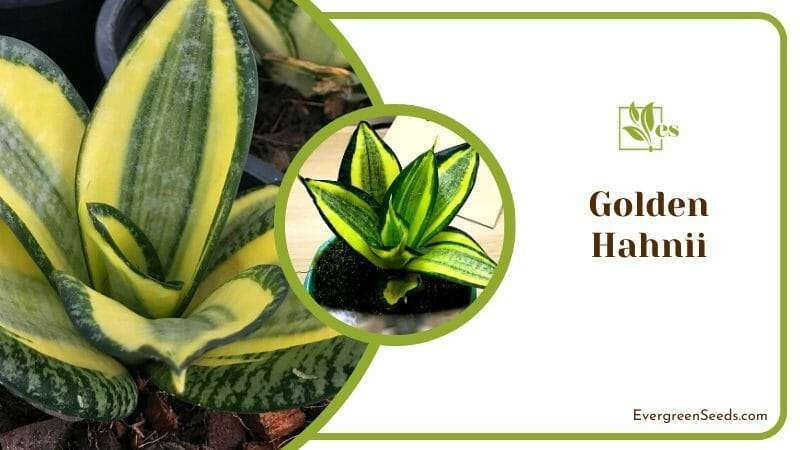 Golden Hahnii Plants in Pot