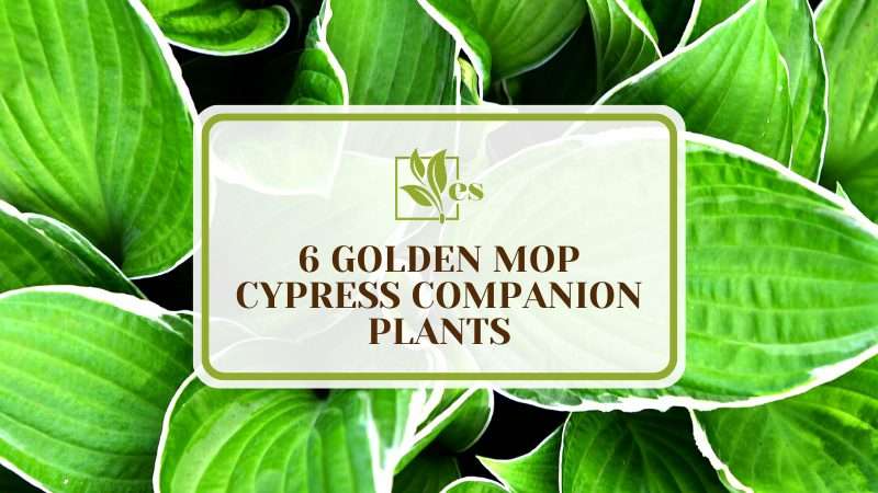 Golden Mop Cypress Companion Plants