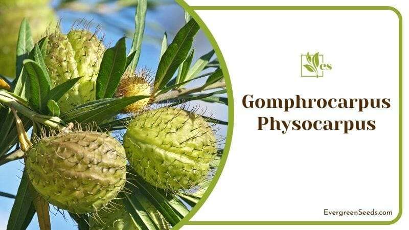 Gomphrocarpus Physocarpus