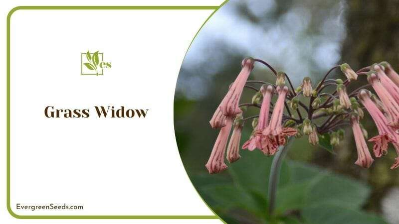 Grass Widow