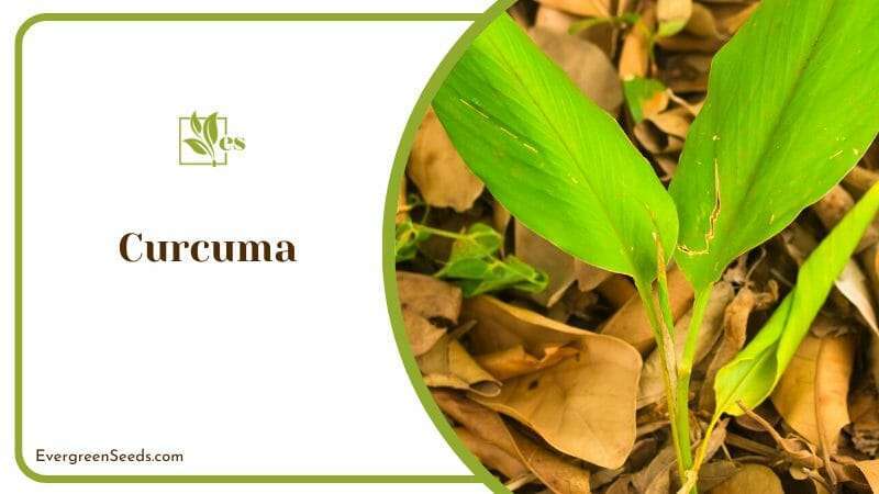 Growing Curcuma Plants