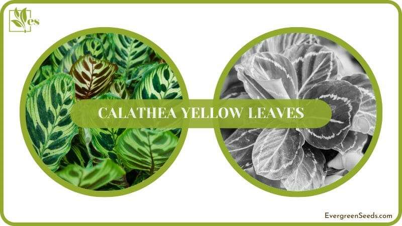 Help Calathea Yellow Leaves
