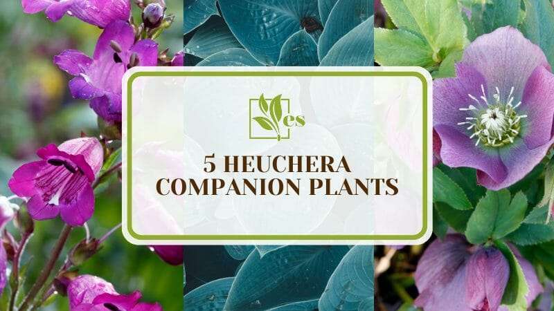 Heuchera Companion Plants