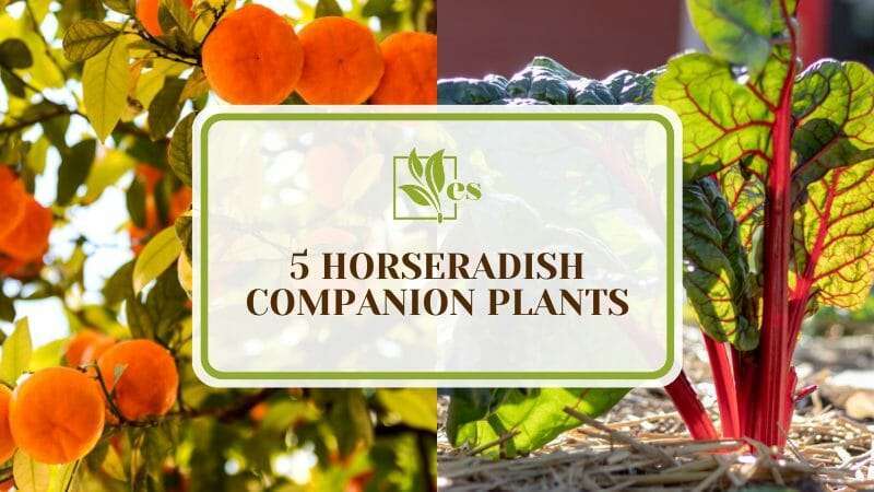 Horseradish Companion Plants for Garden
