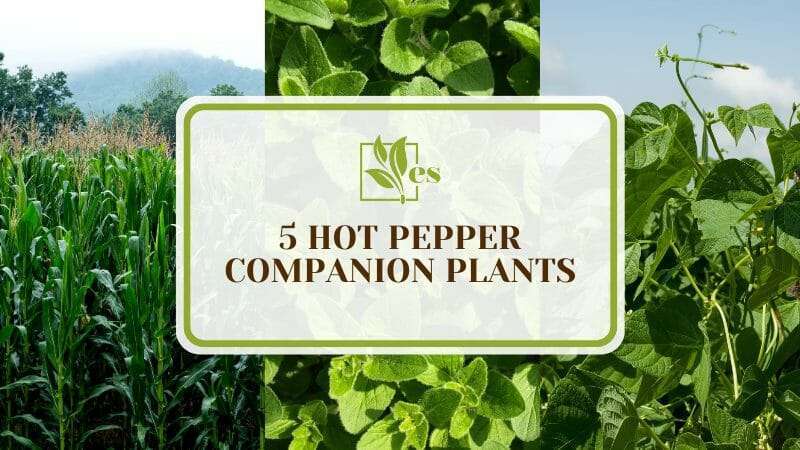 Hot Pepper Companion Plants