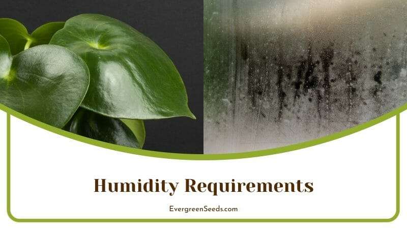 Humidity Requirements of Polybotrya