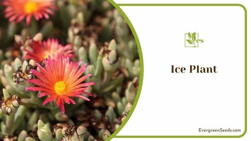 Ice Plant the Hardy Succulents