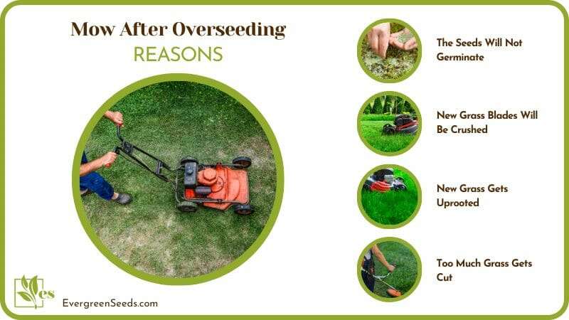 Is Mow After Overseeding a Good Idea