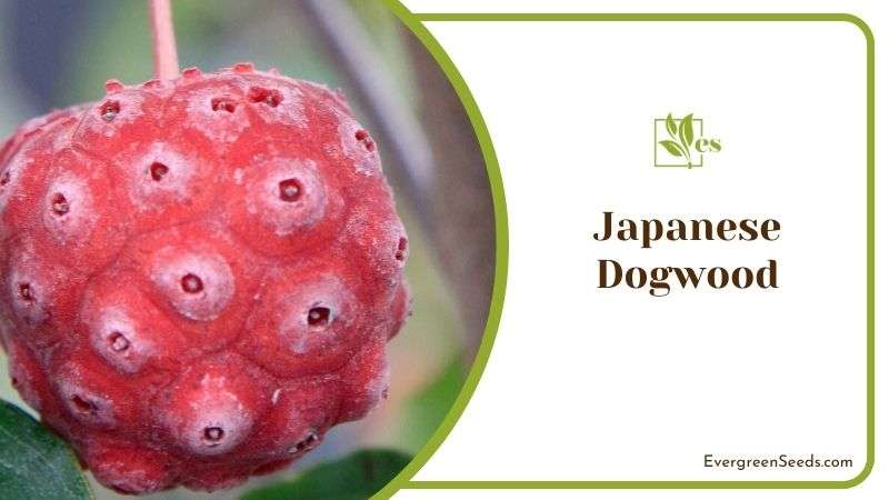 Japanese Dogwood Plants