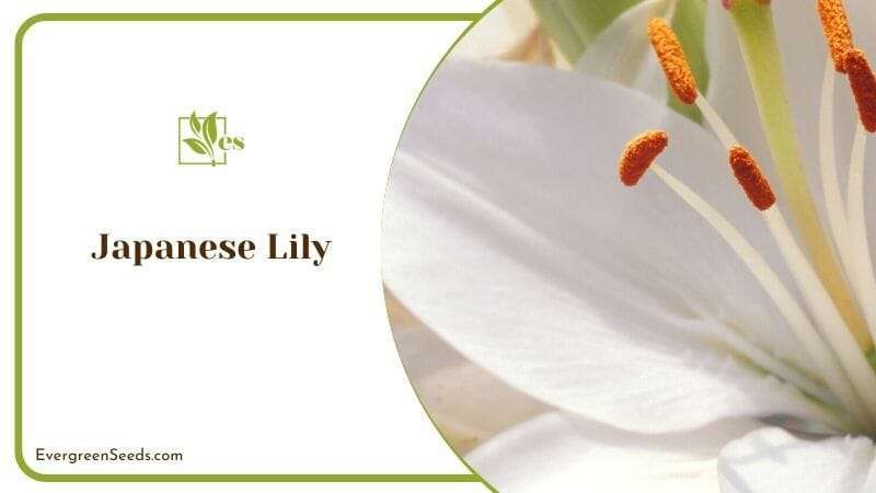 Japanese Lily