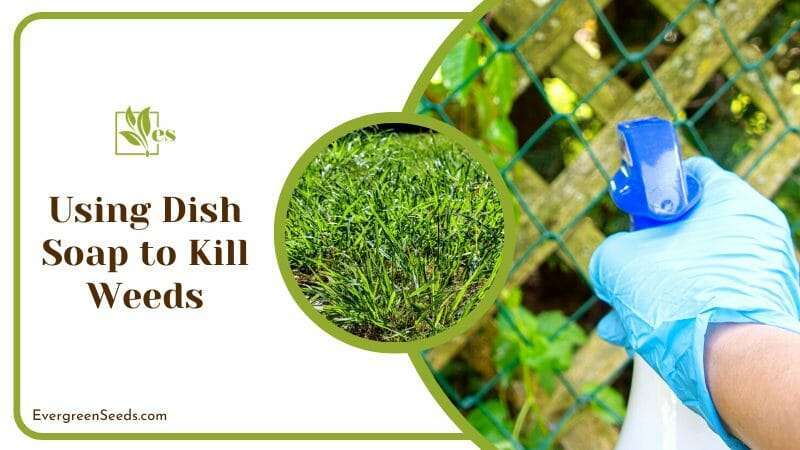 Killing Weeds Using Dish Soaps