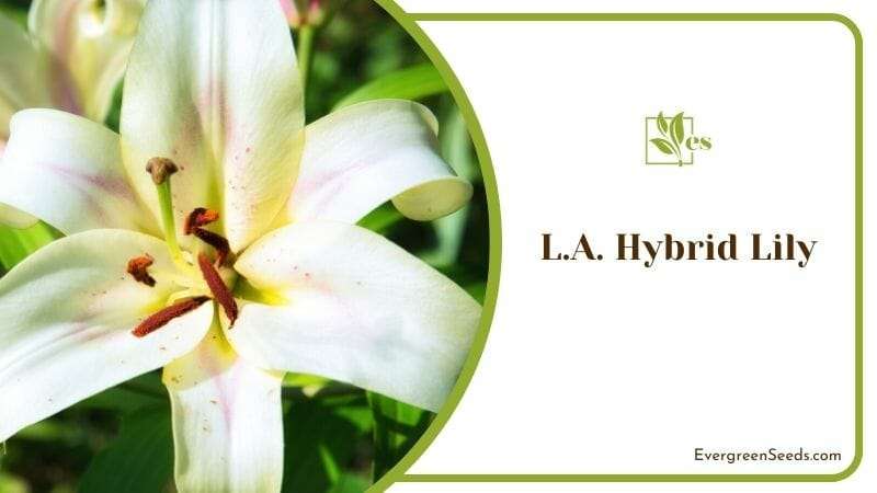 L.A. Hybrid Lily