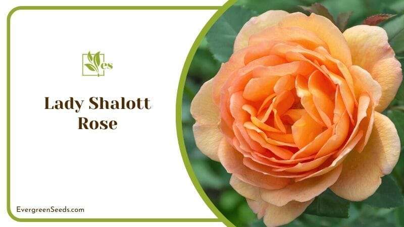 Lady Shalott Rose