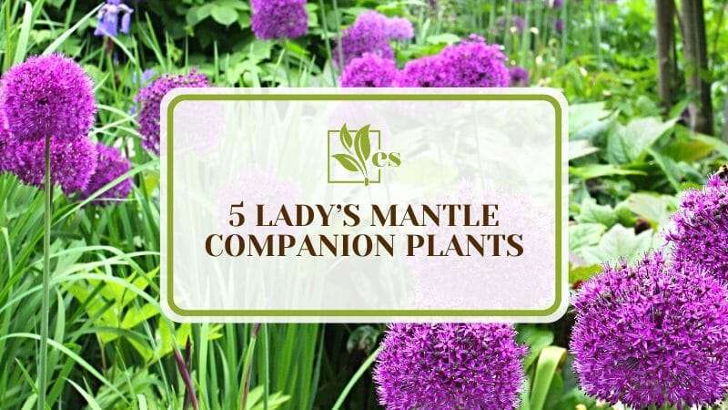 Ladys Mantle Companion Plants