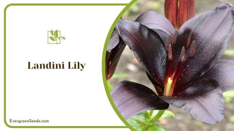 Landini Lily