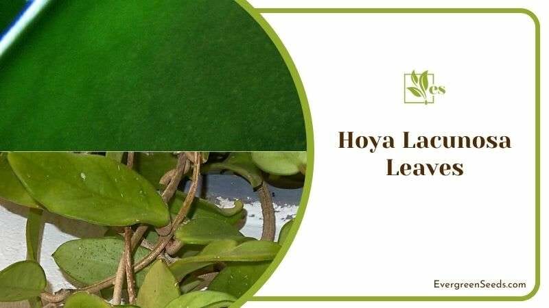 Leaves of Hoya Lacunosa