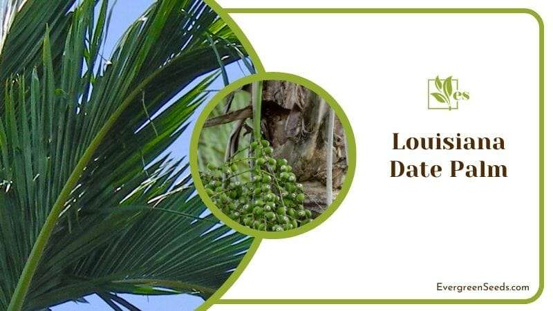 Louisiana Date Palm