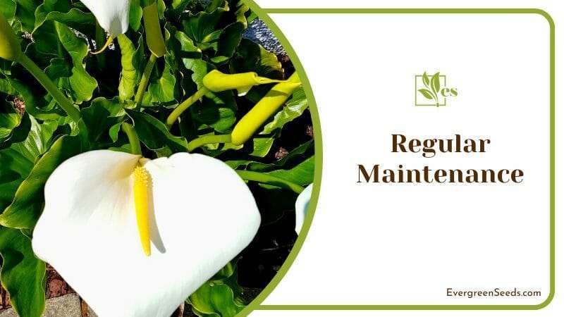Maintaining Peace Lily Regularly