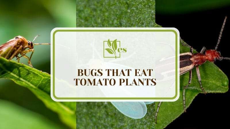 Managing Tomato Plant Pests