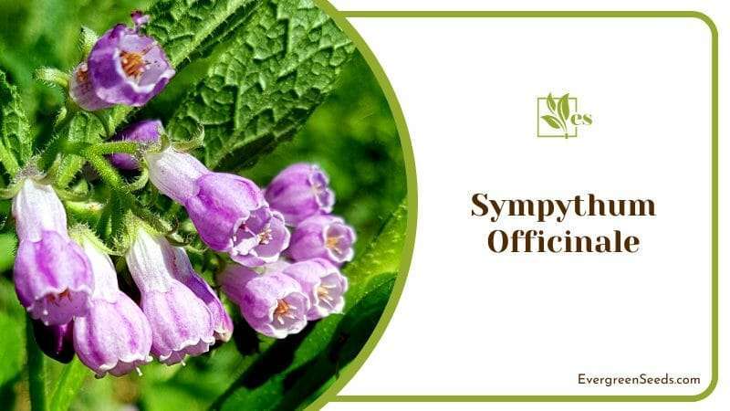 Medicinal of Symphytum Officinale