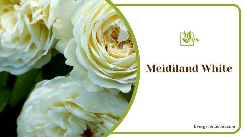 Meidiland White A Pure Rose