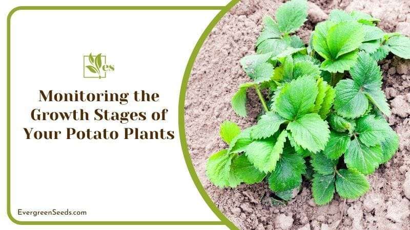 Monitoring the Growth Stages of Your Potato Plants