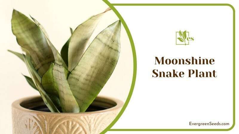 Moonshine Snake Plant on a Pot
