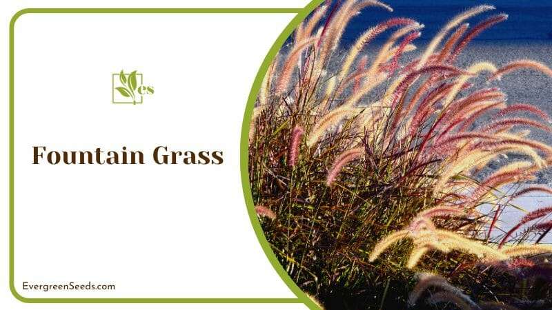 Natural Beauty of Fountain Grass