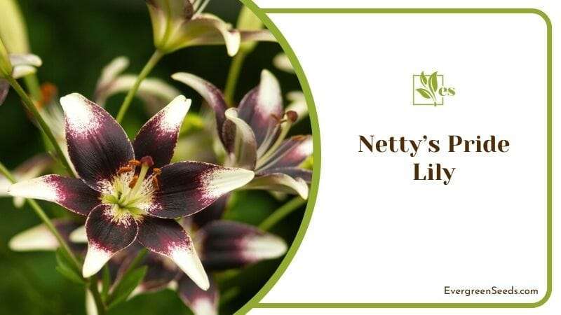 Netty’s Pride Lily