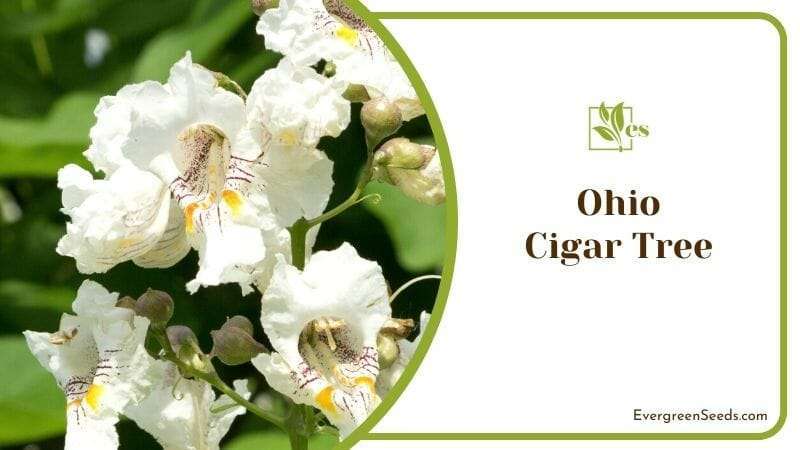 Ohio Cigar Tree