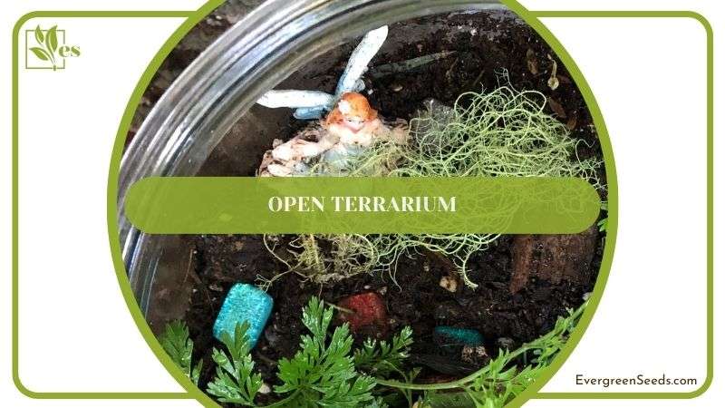 Open Terrariums Variety