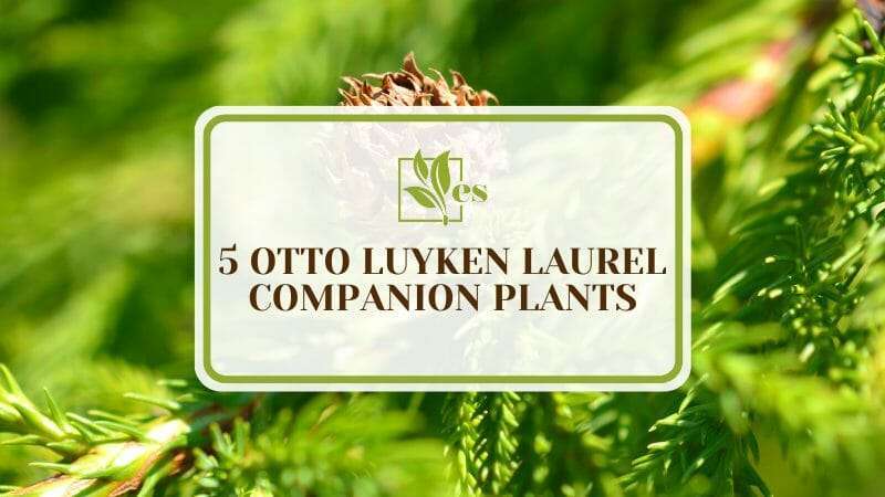 Otto Luyken Laurel Companion Plants