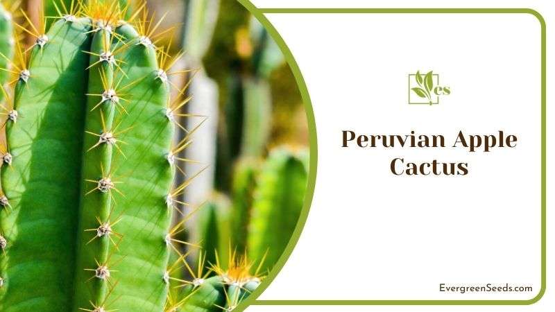 Peruvian Apple Cactus or Cereus Peruvianus