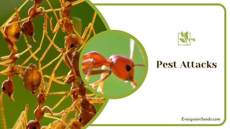 Pest Attacks in Hoya Plant