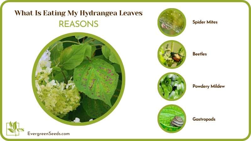 Pests are Eating the Leaves on My hydrangea
