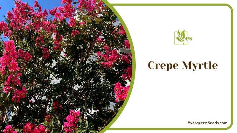 Pink Flowers of Crepe Myrtle Tree