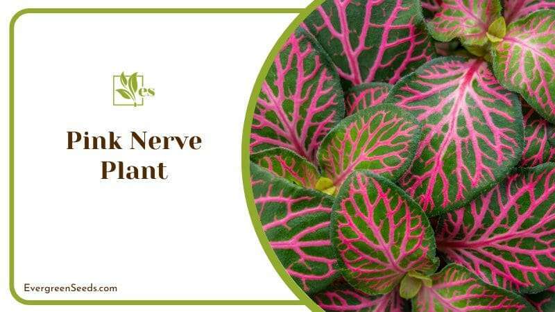 Pink Nerve Plant