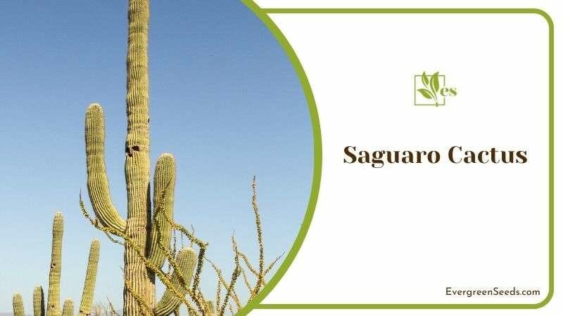 Planting Saguaro Cactus