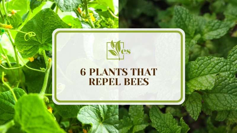 Plants That Repel Bees